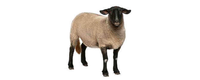 Farm Assist iStock 000018813715Small Resize