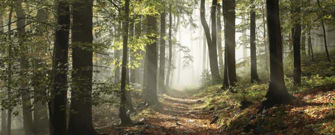 Wood and Trees iStock 000054004012 670x270