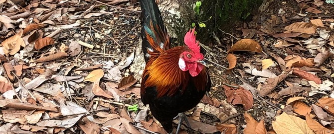 Cock 670x270