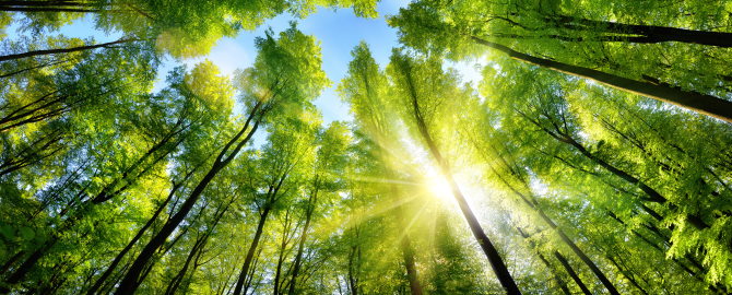 Tree canopy with Sun iStock 598057526 670x270